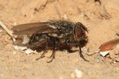 Diptera
