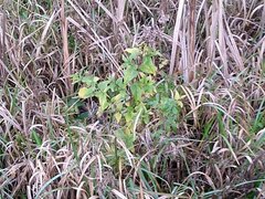 Eupatorium cannabinum