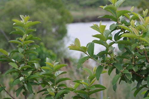 Psidium guajava image