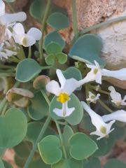 Sarcocapnos enneaphylla