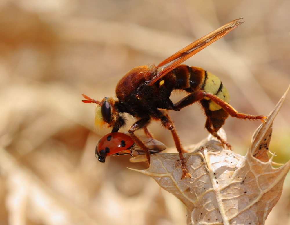 Laphria dizonias
