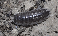 Porcellio ornatus