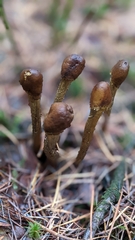 Tolypocladium capitatum