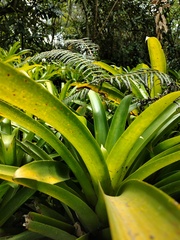 Tillandsia fraseri