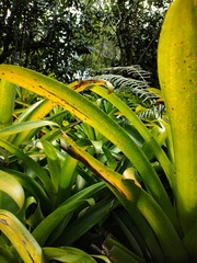 Tillandsia fraseri