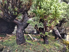 Juniperus coahuilensis