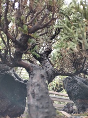 Juniperus coahuilensis