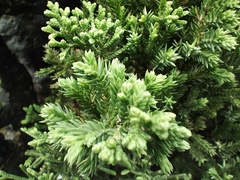 Juniperus coahuilensis