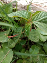 Acalypha arvensis