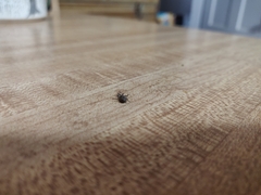 Listroderes costirostris