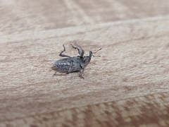 Listroderes costirostris