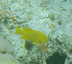 Pomacentrus sulfureus