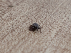 Listroderes costirostris