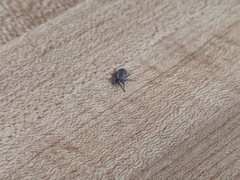 Listroderes costirostris