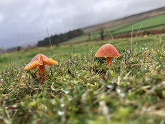 Hygrocybe coccinea