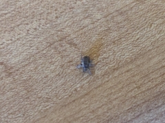 Listroderes costirostris