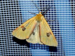 Diacrisia sannio