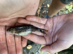 Hesperoleucus symmetricus