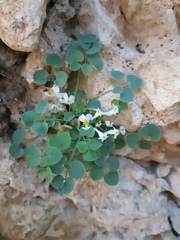 Sarcocapnos enneaphylla