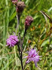 Liatris ligulistylis