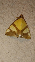 Eulepidotis julianata