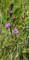 Liatris ligulistylis