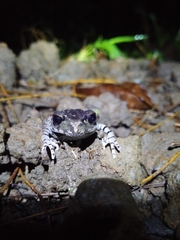 Leptobrachium hasseltii
