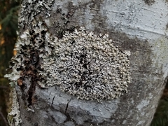 Menegazzia