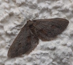 Agriopis bajaria