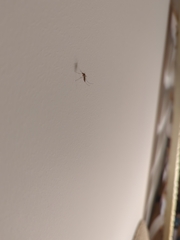 Culex quinquefasciatus