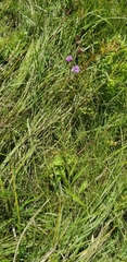 Liatris ligulistylis