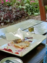 Zosterops virens capensis