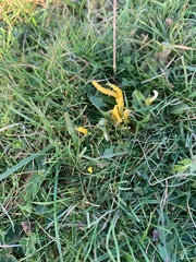 Clavulinopsis helvola