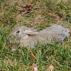 Sylvilagus nuttallii