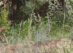 Aframomum alboviolaceum