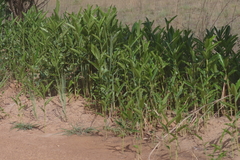 Aframomum alboviolaceum