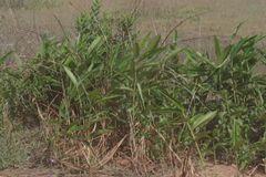 Aframomum alboviolaceum