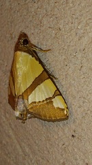 Eulepidotis julianata