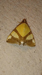 Eulepidotis julianata
