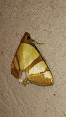 Eulepidotis julianata