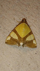 Eulepidotis julianata