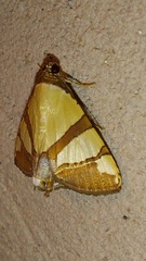 Eulepidotis julianata