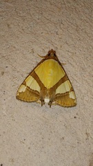 Eulepidotis julianata