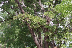 Philenoptera violacea