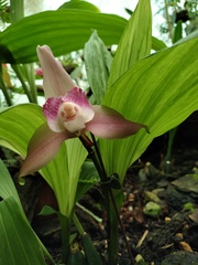 Lycaste virginalis