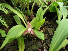 Lycaste virginalis