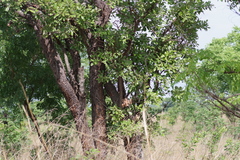 Philenoptera violacea