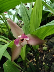 Lycaste virginalis