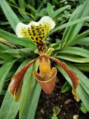 Paphiopedilum