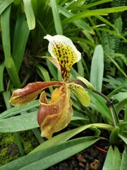 Paphiopedilum